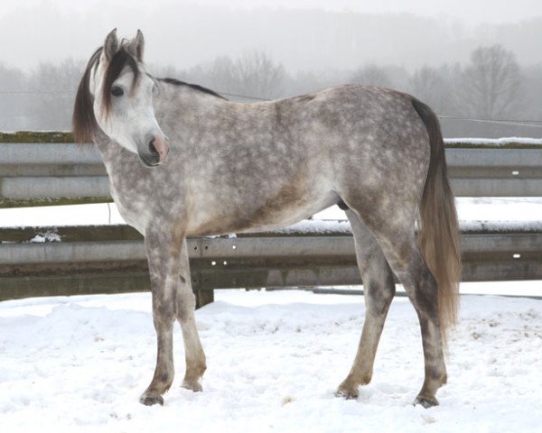 jumper Charlie (Arabian thoroughbred, 2014, from Empire)