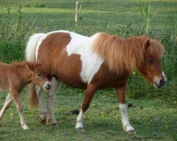 Zuchtstute Bella (Dt.Part-bred Shetland Pony, 2003, von Flashdancer)