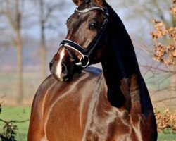 stallion Star Capitol (Westphalian, 2014, from Stakkato Gold)