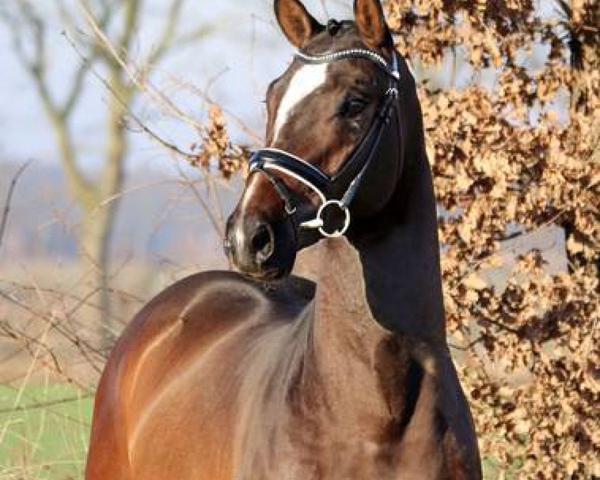 jumper San Giovanni (Oldenburg show jumper, 2014, from Stakkato Gold)