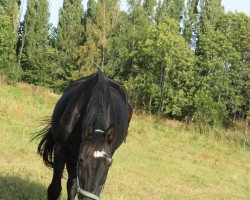 horse Ikone (Heavy Warmblood, 1986, from Edino)