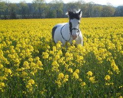 broodmare WB Chelat (Tinker / Irish Cob / Gypsy Vanner, 2012)