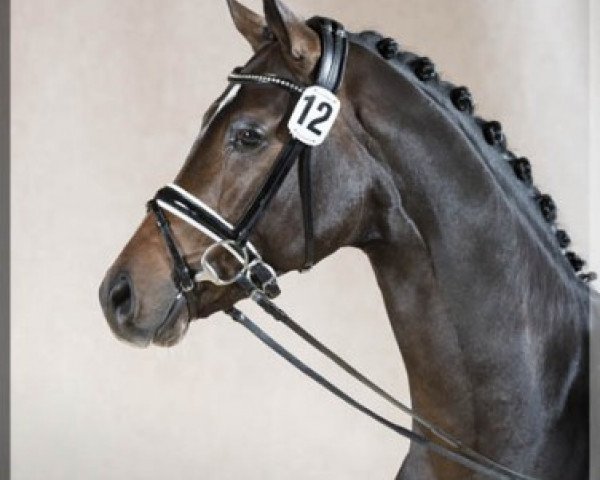 stallion Don Allegro (Westphalian, 2014, from Don Nobless)