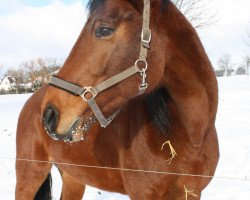 broodmare Zira II (Holsteiner, 2007, from Cassaro 5)