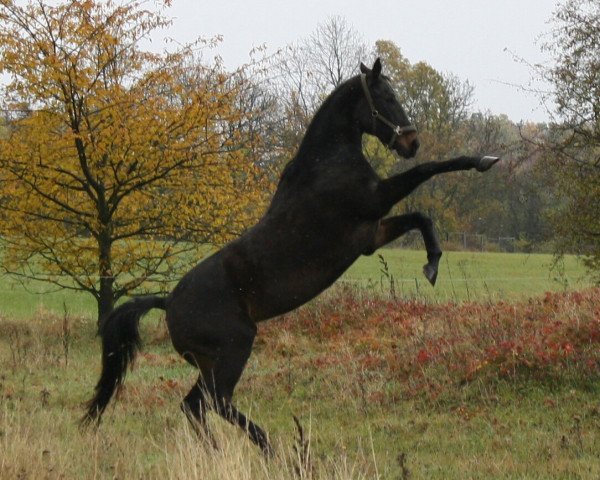 Pferd Lady Peppercorn (Sachsen-Anhaltiner, 1998, von Prinz von Anhalt)