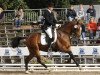 dressage horse Gambys Hanneken WE (German Warmblood, 2009, from FS Don't Worry)