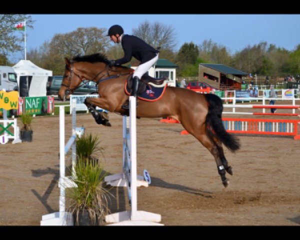 jumper Heartstring (anglo european sporthorse, 2010, from Cicero Z van Paemel)