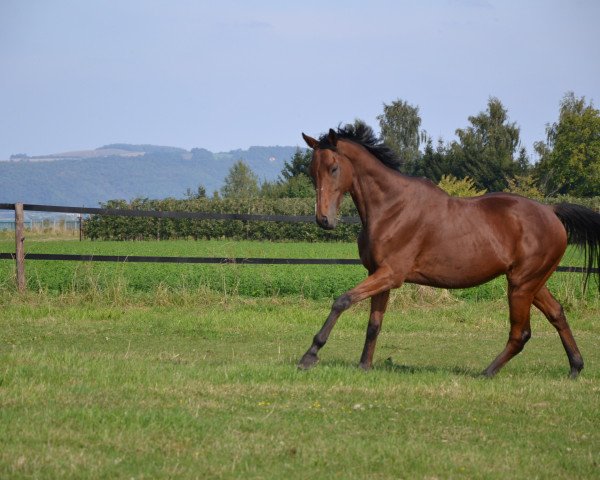 Pferd Tiger Tango xx (Englisches Vollblut, 2008, von Königstiger xx)