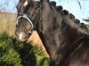 dressage horse Stanford University (Hanoverian, 2013, from Spörcken)