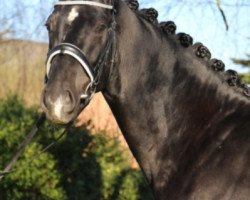 dressage horse Stanford University (Hanoverian, 2013, from Spörcken)