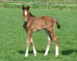 broodmare Everdina PP (KWPN (Royal Dutch Sporthorse), 2009, from Toulon)