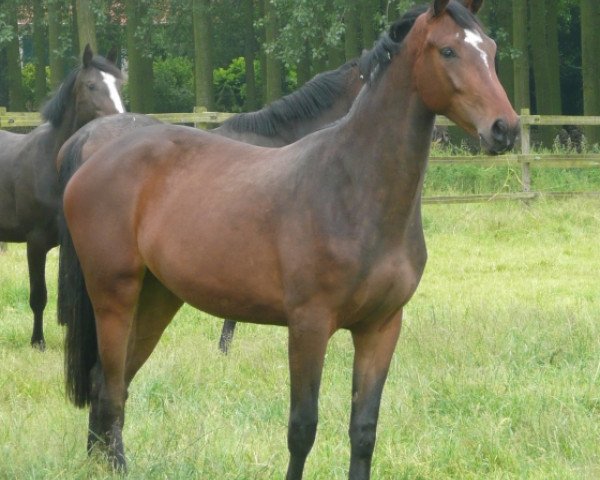 Zuchtstute Cupadina PP (Koninklijk Warmbloed Paardenstamboek Nederland (KWPN), 2007, von Winningmood van de Arenberg)