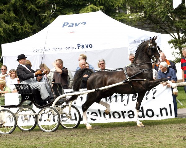 stallion Uromast (Dutch Warmblood, 2001, from Manno)
