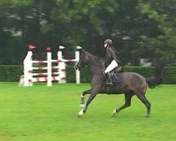 jumper Padina L P (KWPN (Royal Dutch Sporthorse), 2005, from Padinus)