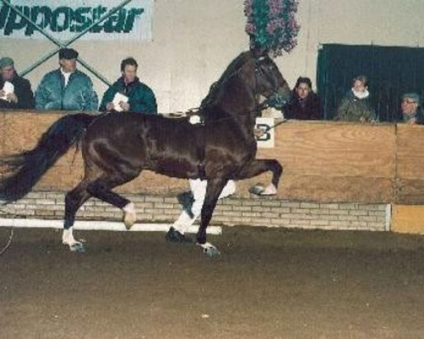 Deckhengst John's Firstling (Hackney (Pferd/Pony), 1981, von Brown's Elmando)