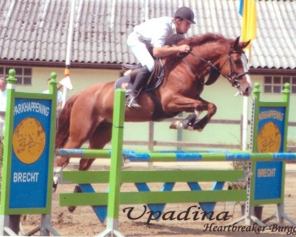 broodmare Upadina (KWPN (Royal Dutch Sporthorse), 2001, from Heartbreaker)
