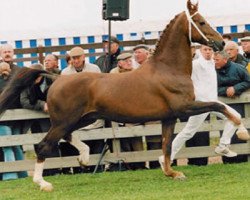 stallion Hofmeester (KWPN (Royal Dutch Sporthorse), 1989, from Renovo)