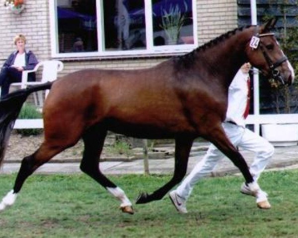 Zuchtstute Padina (Koninklijk Warmbloed Paardenstamboek Nederland (KWPN), 1997, von Burggraaf)