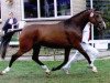 broodmare Padina (KWPN (Royal Dutch Sporthorse), 1997, from Burggraaf)