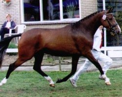 broodmare Padina (KWPN (Royal Dutch Sporthorse), 1997, from Burggraaf)