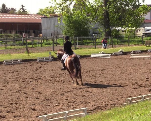 Reitturnier Dallgow 2019