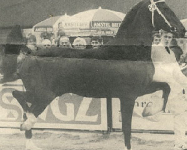 stallion Harmonie (KWPN (Royal Dutch Sporthorse), 1989, from Wilhelmus)