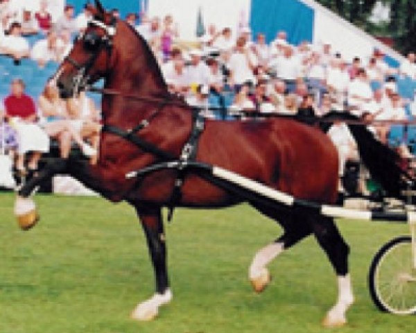 Pferd Harald (Koninklijk Warmbloed Paardenstamboek Nederland (KWPN), 1989, von Wouter)