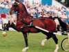 Pferd Harald (KWPN (Niederländisches Warmblut), 1989, von Wouter)