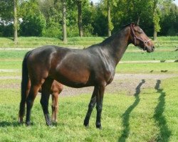 broodmare Adermie Pp (KWPN (Royal Dutch Sporthorse), 2005, from Salvatore)