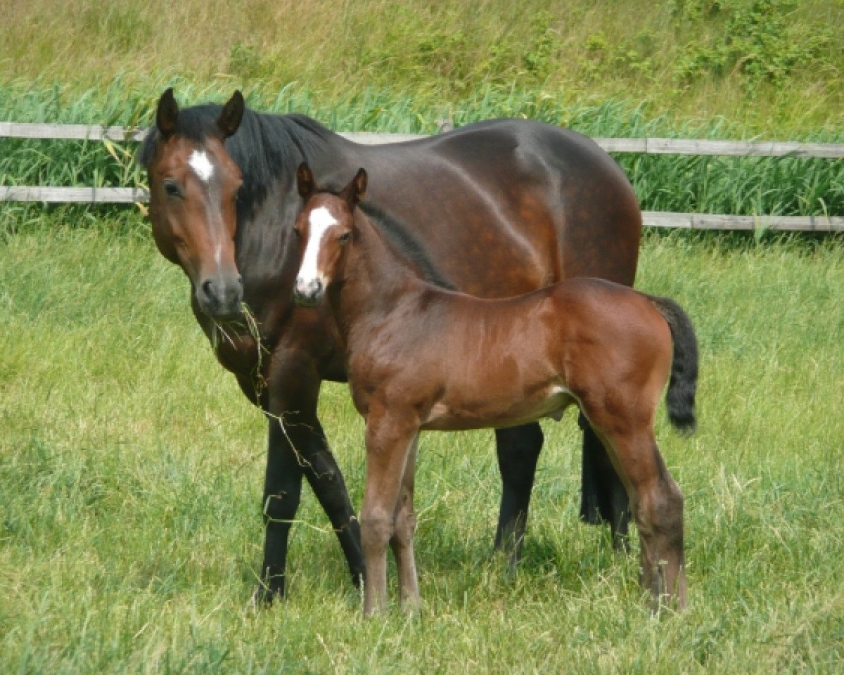 Zuchtstute Wadermie (KWPN (Niederländisches Warmblut), 2003, von Clinton)