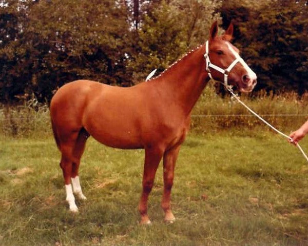 Zuchtstute Silady (Koninklijk Warmbloed Paardenstamboek Nederland (KWPN), 1976, von Amor)