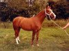 broodmare Silady (KWPN (Royal Dutch Sporthorse), 1976, from Amor)