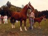 broodmare Nilady (KWPN (Royal Dutch Sporthorse), 1972, from Irak)