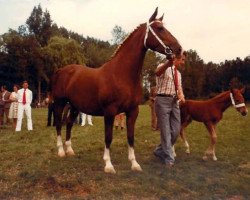 Zuchtstute Nilady (KWPN (Niederländisches Warmblut), 1972, von Irak)