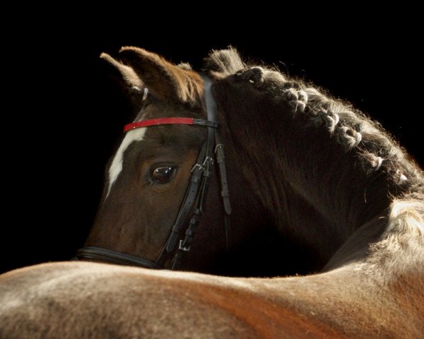 horse Alex 170 (German Riding Pony, 1989, from Fabian)