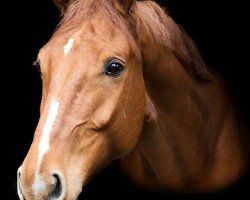 Springpferd Amber Boy (KWPN (Niederländisches Warmblut), 2011, von Arko III)