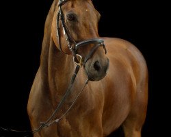 dressage horse Felix 1746 (Holsteiner, 2002, from Esteban xx)