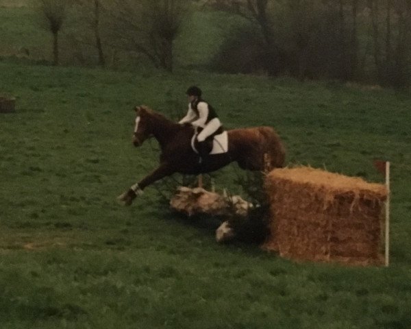 Pferd Golffire (Mecklenburger, 1995, von Golfstrom II)