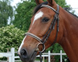 horse Confeuer (Mecklenburg, 2003, from Continue)