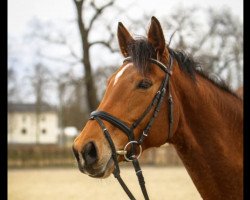 broodmare Landbraut 4 (Mecklenburg, 2007, from Landrover)