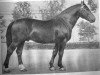 stallion Sapnis (Latvian Warmblood, 1946, from Spekonis)