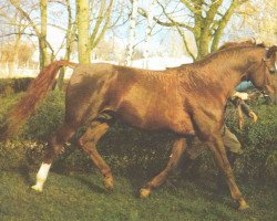 stallion Direx (Brandenburg, 1966, from Duell II 2467)