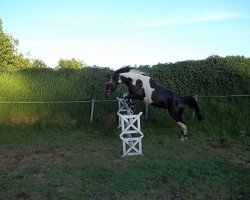 stallion Brooklyn (Pinto / Hunter, 2002, from Bouquet AA)