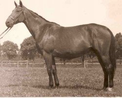 broodmare Hamera (Great Poland (wielkopolska), 1951, from Maerzhase I)