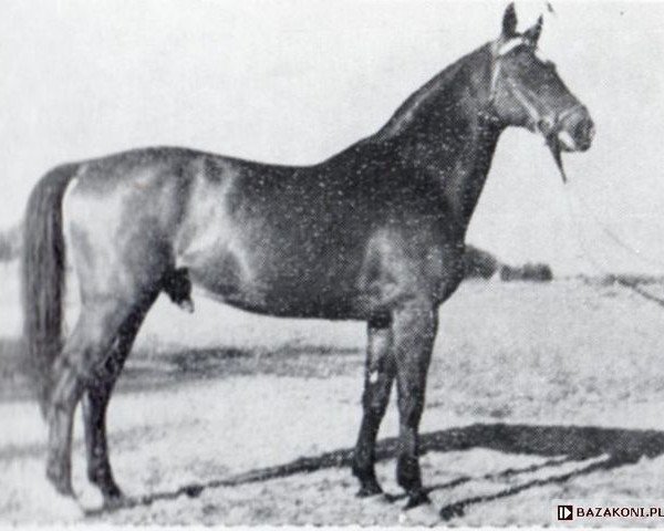 stallion Hulajpol (Great Poland (wielkopolska), 1955, from Traum)