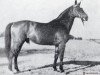 stallion Hulajpol (Great Poland (wielkopolska), 1955, from Traum)