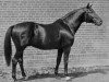 stallion Portius (Trakehner, 1934, from Ararad)