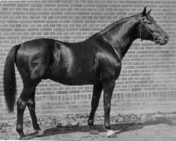 stallion Portius (Trakehner, 1934, from Ararad)