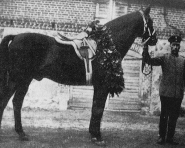 stallion Salvator (Trakehner, 1910, from Metellus xx)
