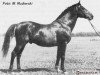 stallion Przybysław (Trakehner, 1941, from Portius)